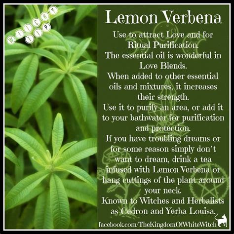 Unlock the Secrets of Verbena: Botanical Tools for Practical Magic